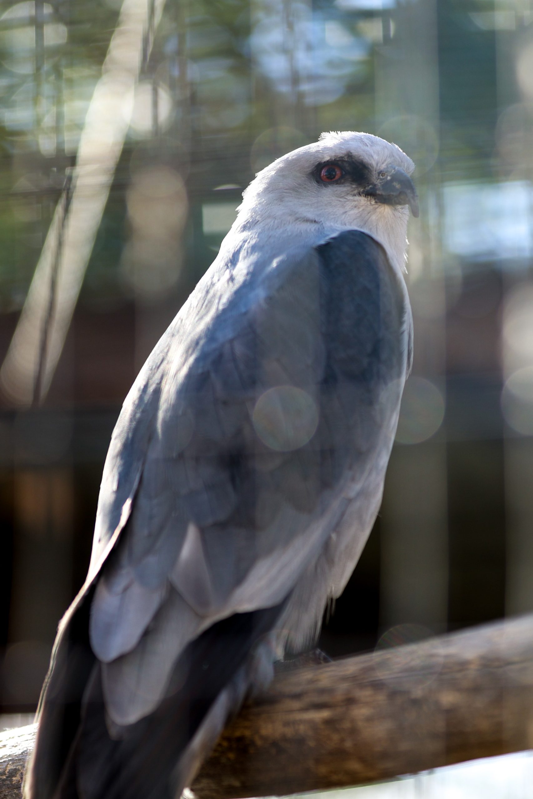 Mississippi Kite 20211229 2 scaled 1