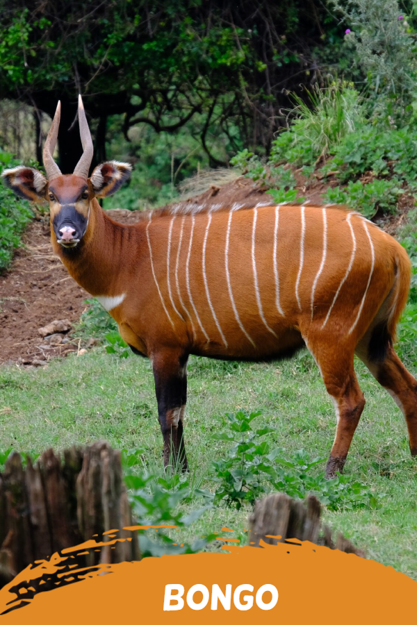 bongo