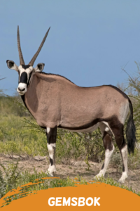 gemsbok