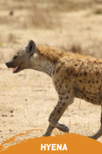 hyena