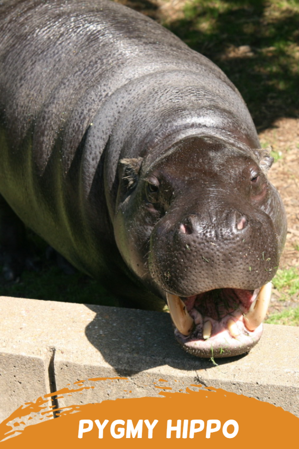 pygmy hippo