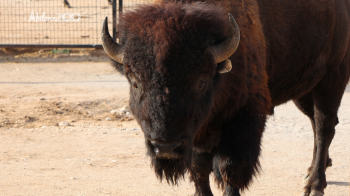 Abilene Zoo Bison1